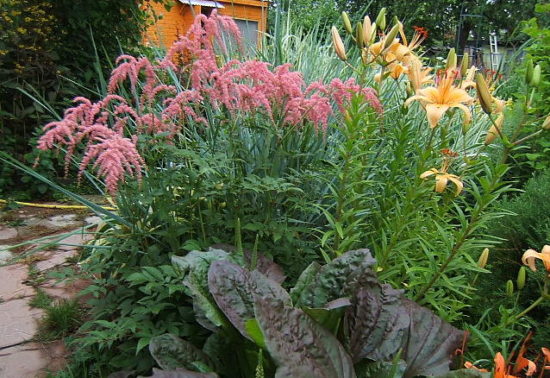 Astilbe pštrosie perie (Straussenfeder)