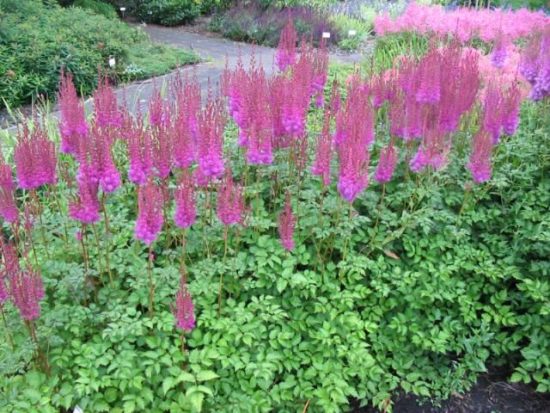 Vysoký astilbe Purpurkerze