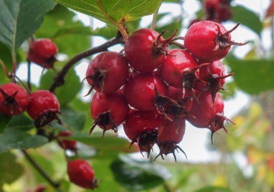 Hawthorn Spiendens