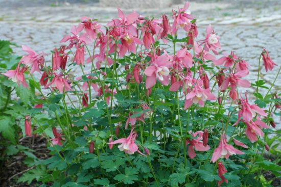 Aquilegia