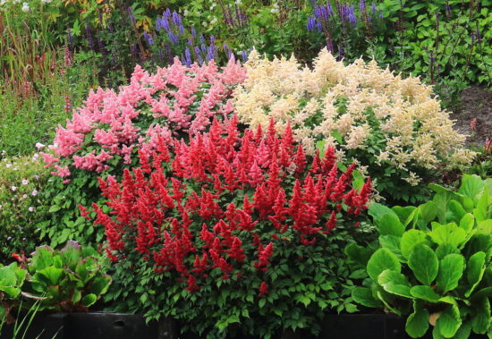 Astilbe