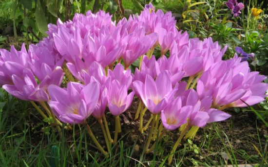 Colchicum