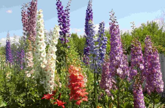 Delphinium