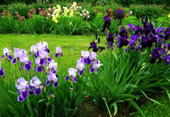 Irises