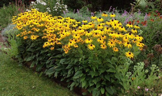 Rudbeckia