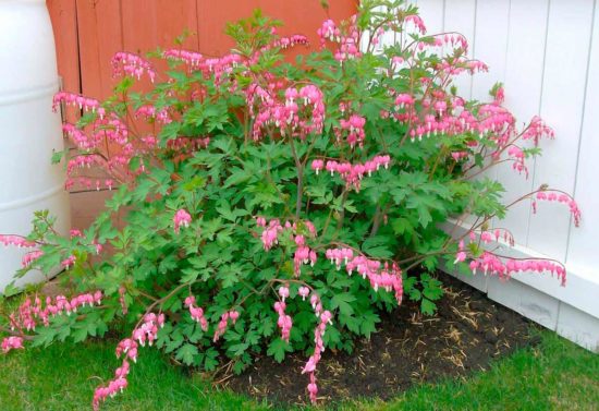 Dicentra