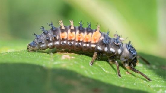 Larva lienky