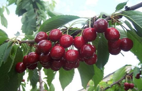 Cherry Tyutchevka