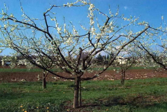 Formovanie koruny jablone s miskou