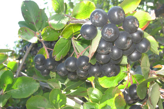 Aronia Nadzeya