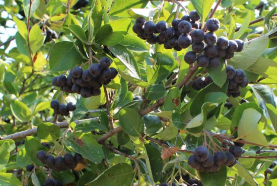 Aronia Mulatto