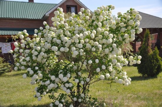 Viburnum Buldenezh (Boule de Neige)