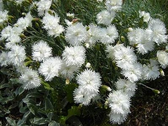 Dianthus plumata Double White