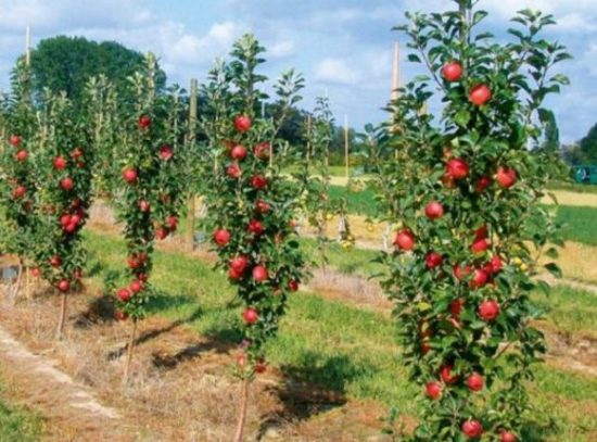 Hnojivo pre stĺpovité jablone