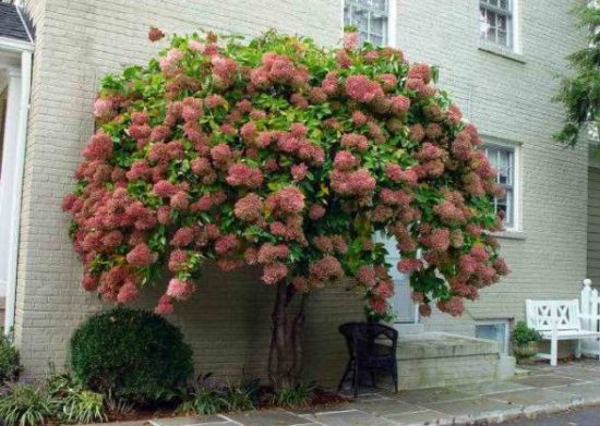 Hydrangea paniculata