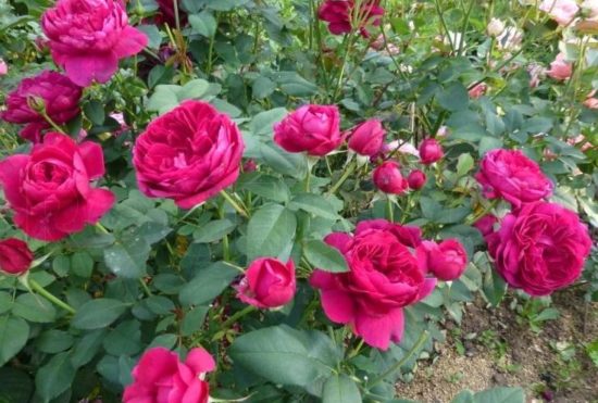 Darcey Bussell