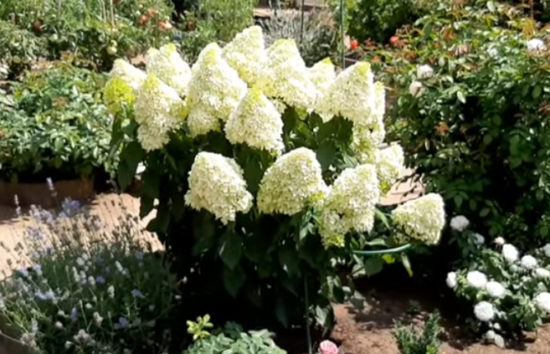 Hydrangea paniculata Skyfall