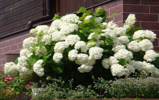 Hydrangea paniculata Strieborný dolár