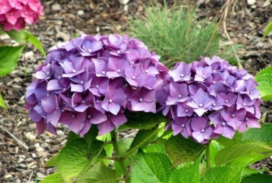 Hydrangea Hamburg