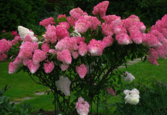 Hydrangea Paniculata Fraise Melba