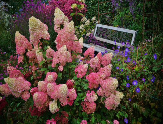 Hydrangea paniculata Jahodový kvet