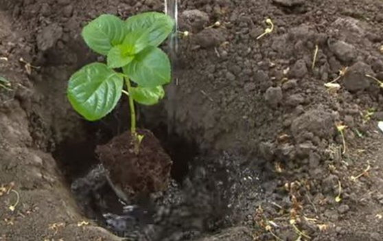 Výsadba hortenzie na jar