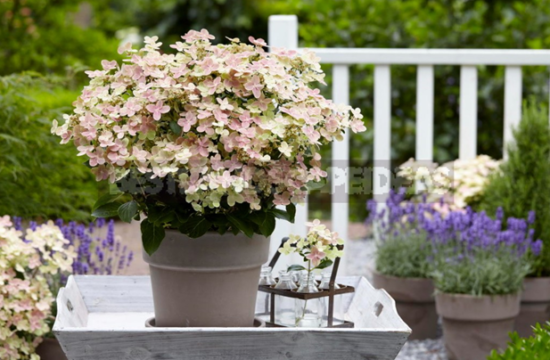 Hydrangea paniculata Polistar (Polestar)