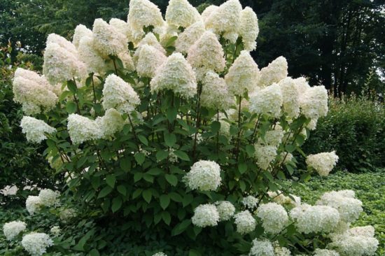 Hydrangea paniculata Fantómový opis a charakteristika odrody