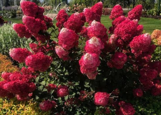 Hydrangea paniculata Samarskaya Lidiya