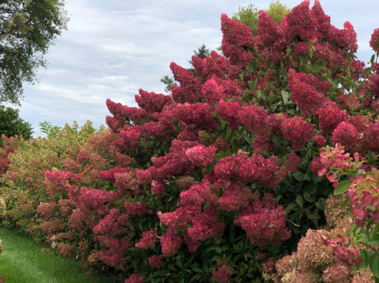 Paniculata hortenzia v záhrade