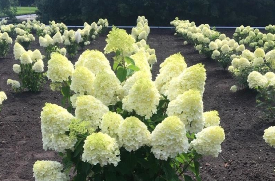 Paniculata hydrangea Summer Snow, popis a charakteristika odrody