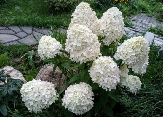 Hortenzia Summer Snow v záhradnom dizajne