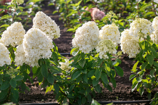 Paniculata hortenzia odroda Summer Snow