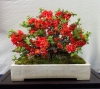 0186ac87eaeaf8aaf36b411ed30e13e8--bonsai-art-bonsai-stromy