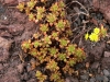 1280px-Aeonium sedifolium P1050441