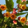 Abutilon05