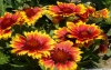 Gaillardia-grandiflora