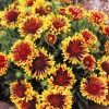 Gaillardia4