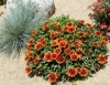 Gaillardia (2)