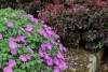 Geranium-sanguineum (1)