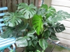 filodendron