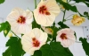 abutilon-26