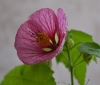 abutilon-3