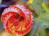 abutilon-d