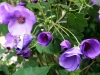 abutilon