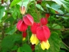 abutilon 4 31051016