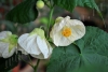 abutilon obrovský biely vinič-5