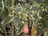 abutilon souv de bonn1