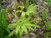 adiantum stopovidnyj