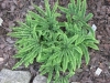 adiantum stopovidnyj (8)